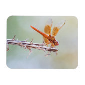 Flammskimmer Dragonfly auf Agave Magnet (Horizontal)