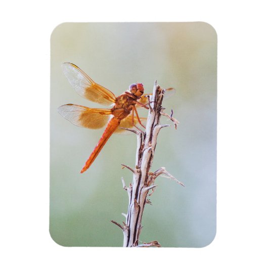 Flammskimmer Dragonfly auf Agave Magnet (Vertikal)