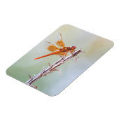 Flammskimmer Dragonfly auf Agave Magnet (Linke Seite)