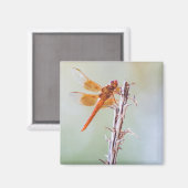 Flammskimmer Dragonfly auf Agave Magnet (Vorderseite/Rückseite)