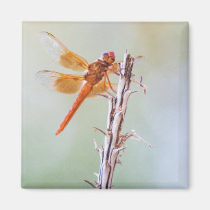 Flammskimmer Dragonfly auf Agave Magnet