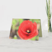 Flandern Felder Mohn Foto und Gedicht Karte (Rückseite)