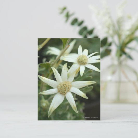 Flannel-Blume [Postkarte] Postkarte (Stehend Vorderseite)