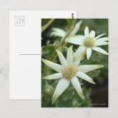 Flannel-Blume [Postkarte] Postkarte (Vorne/Hinten)