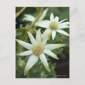 Flannel-Blume [Postkarte] Postkarte (Vorderseite)