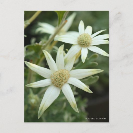 Flannel-Blume [Postkarte] Postkarte (Vorderseite)