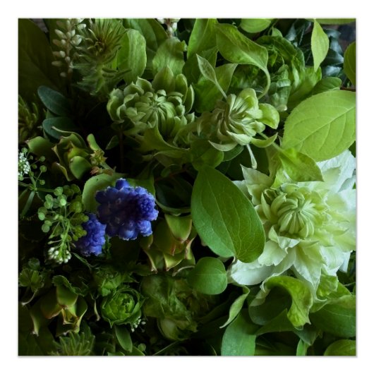 Flannel Flower, Arabicum, Phylica, Ryobu, Botanica Poster (Vorderseite)
