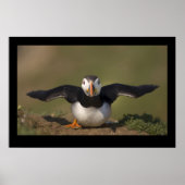 Flapping Puffin Poster (Vorne)