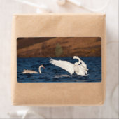 Flapping Swan (Insitu)