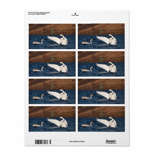 Flapping Swan (Vorne)