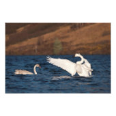 Flapping Swan Fotodruck (Vorne)