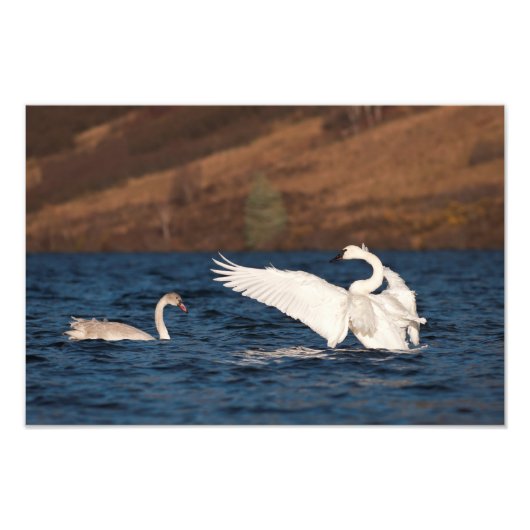 Flapping Swan Fotodruck (Vorne)