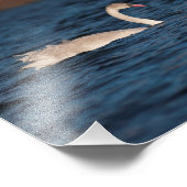Flapping Swan Fotodruck (Ecke)