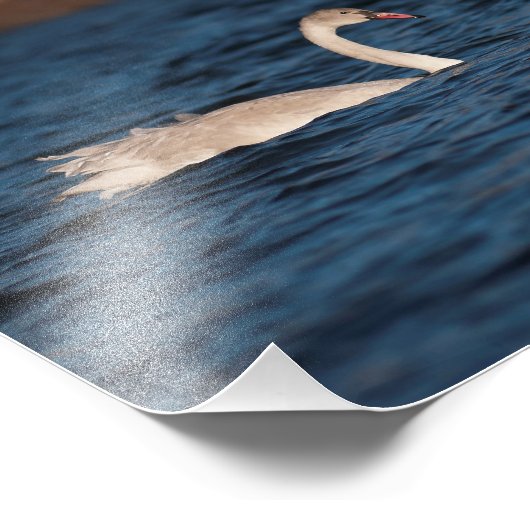 Flapping Swan Fotodruck (Ecke)