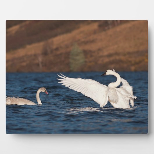Flapping Swan Fotoplatte (Vorderseite)