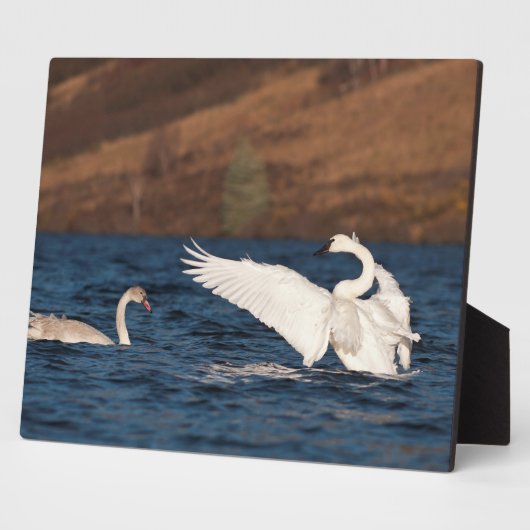 Flapping Swan Fotoplatte (Seite)