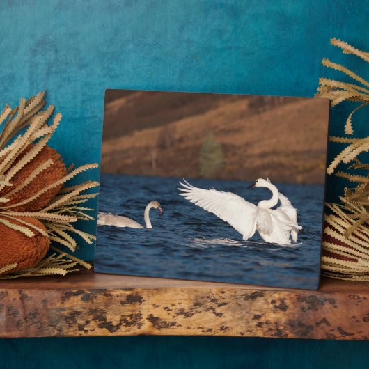 Flapping Swan Fotoplatte (Seite)