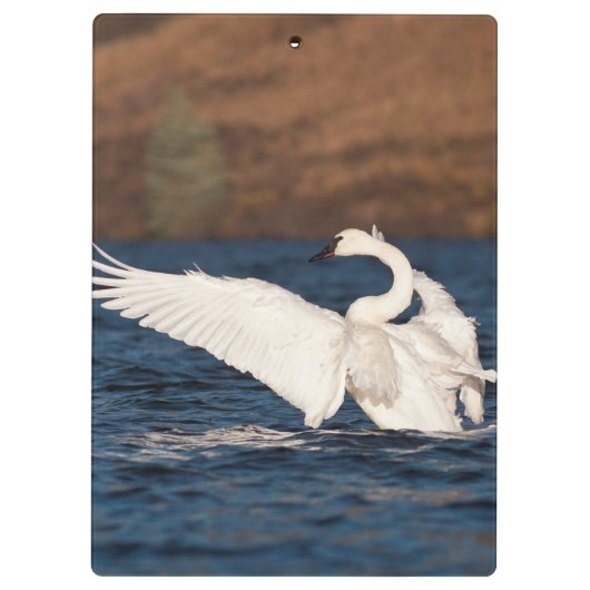 Flapping Swan Klemmbrett (Rückseite)