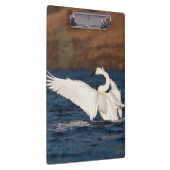 Flapping Swan Klemmbrett (Rechts)