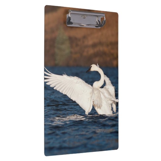 Flapping Swan Klemmbrett (Rechts)