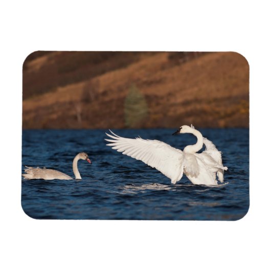 Flapping Swan Magnet (Horizontal)