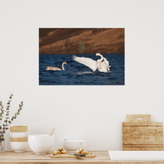 Flapping Swan Poster (Küche)