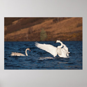 Flapping Swan Poster