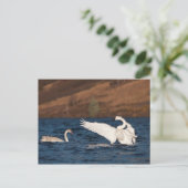 Flapping Swan Postkarte (Stehend Vorderseite)