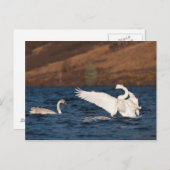 Flapping Swan Postkarte (Vorne/Hinten)