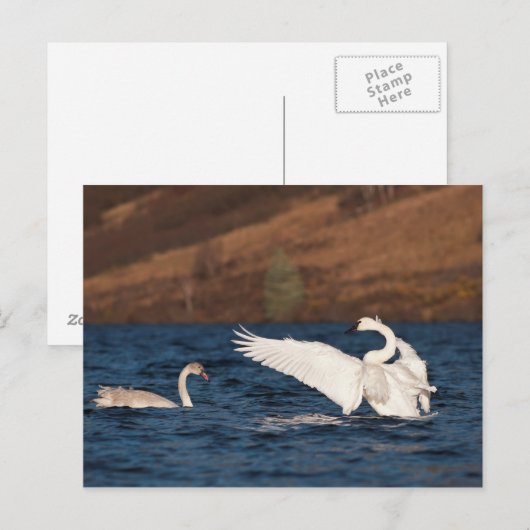 Flapping Swan Postkarte (Vorne/Hinten)