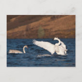 Flapping Swan Postkarte (Vorderseite)