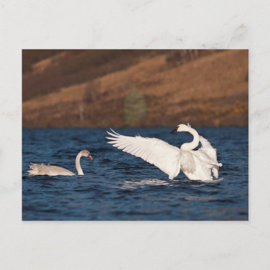 Flapping Swan Postkarte (Vorderseite)
