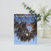 Flasche Brush Tree Sunburst Postkarte (Stehend Vorderseite)