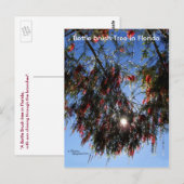 Flasche Brush Tree Sunburst Postkarte (Vorne/Hinten)