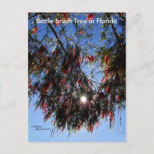Flasche Brush Tree Sunburst Postkarte