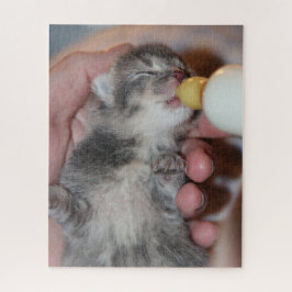 Flasche Fütternd neugeborene Tablby Kitten Puzzle