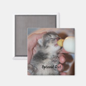Flasche Füttre neugeborene Rescue Tabby Kitten Magnet (Vorderseite/Rückseite)