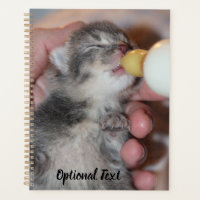 Flasche Füttre neugeborene Rescue Tabby Kitten