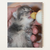 Flasche Füttre neugeborene Rescue Tabby Kitten Planer (Rückseite)