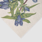 Flasche Gentian von Mary Vaux Walcott Seidenpapier (Ausschnitt)