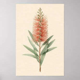 Flaschenbürstenblumen Botanisches Poster