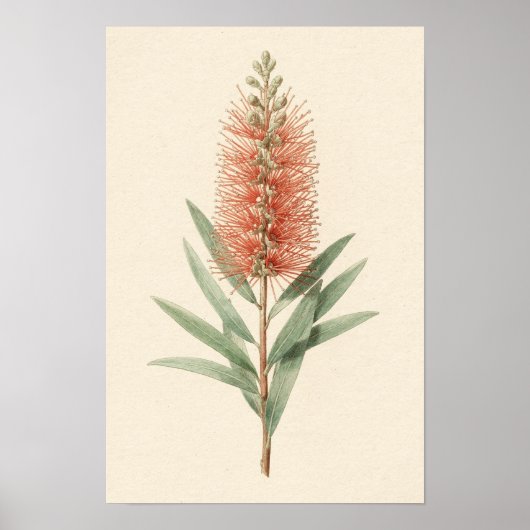 Flaschenbürstenblumen Botanisches Poster (Vorne)