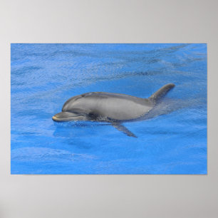 Flaschenhühnchen Poster