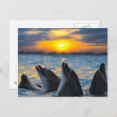 Flaschennadel bei Sonnenuntergang Postkarte (Vorne/Hinten)