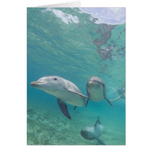 Flaschenose Delphine Tursiops truncatus