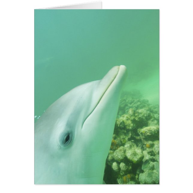 Flaschenose Delphine Tursiops truncatus (Vorne)
