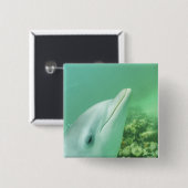 Flaschenose Delphine Tursiops truncatus Button (Vorne & Hinten)