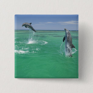 Flaschenose Delphine Tursiops truncatus Button