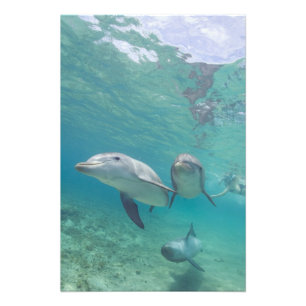 Flaschenose Delphine Tursiops truncatus Fotodruck