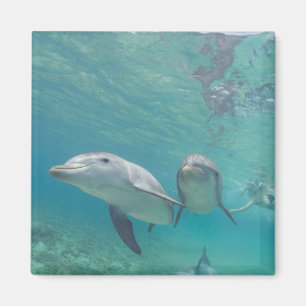 Flaschenose Delphine Tursiops truncatus Magnet